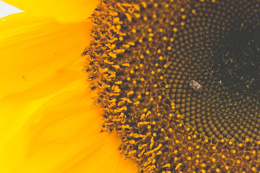 Macro Photography of Sunflower, bee, close -up, colors, flora HD wallpaper