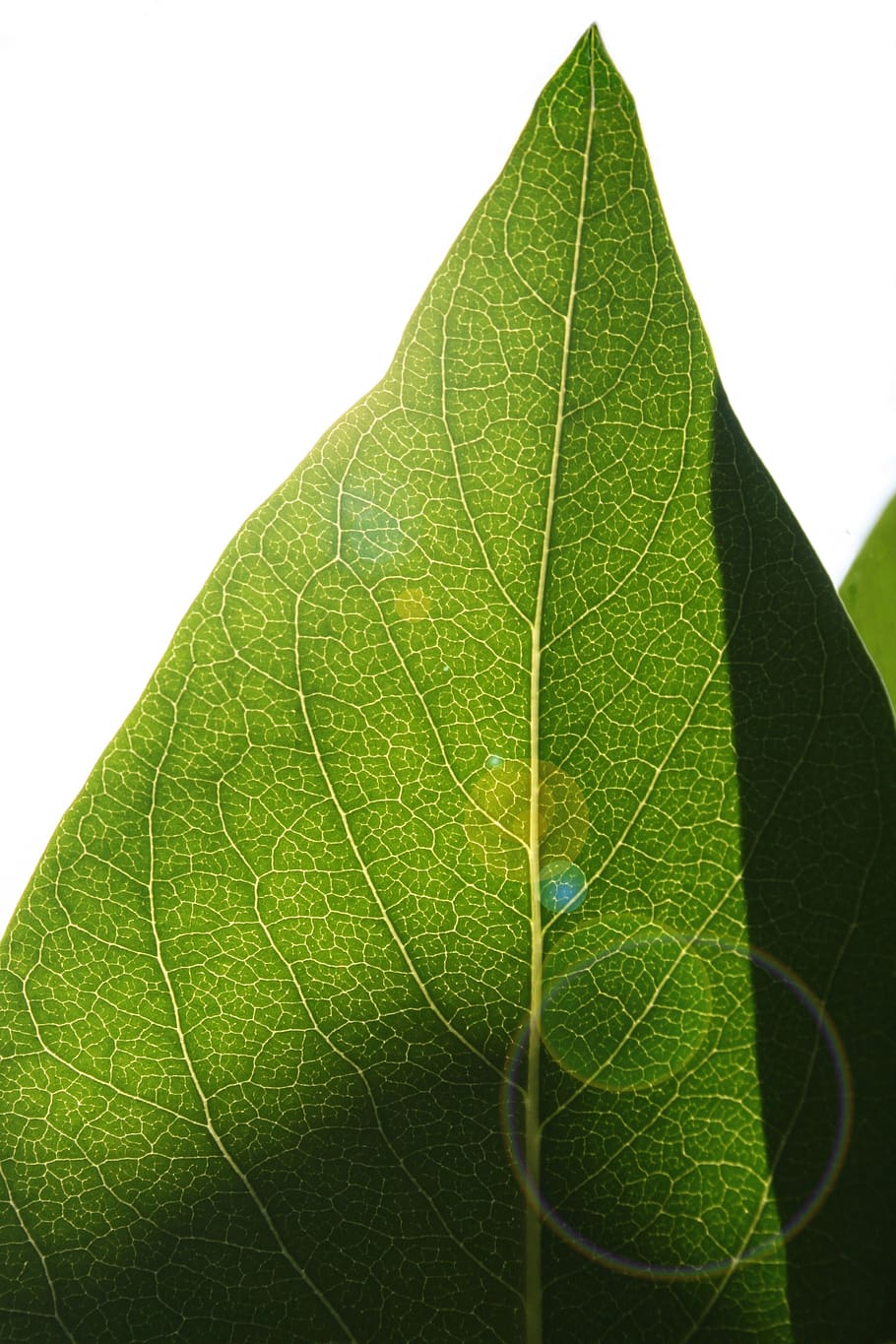 leaf, backlighting, structure, leaf structure, veins, green HD wallpaper