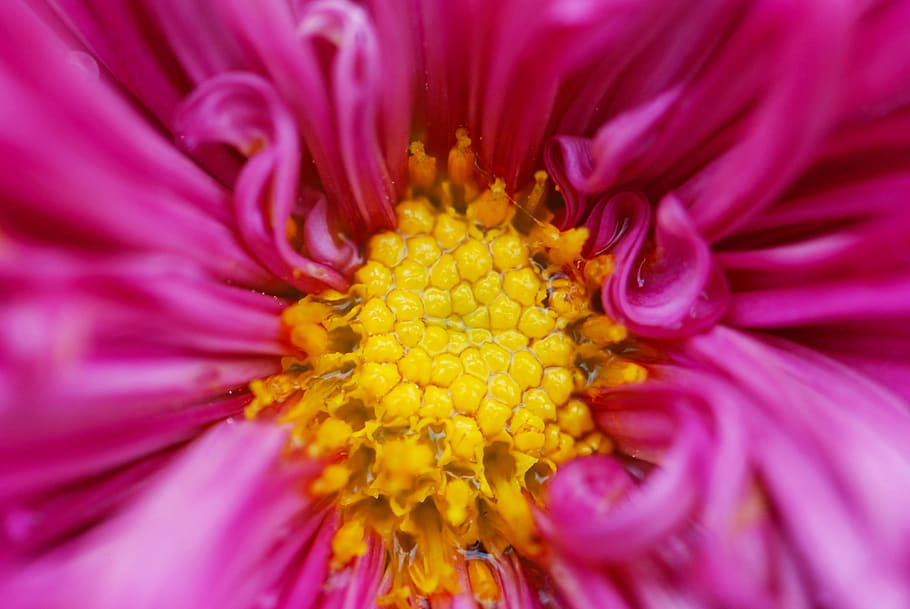 flowering plant, petal, vulnerability, fragility, flower head HD wallpaper
