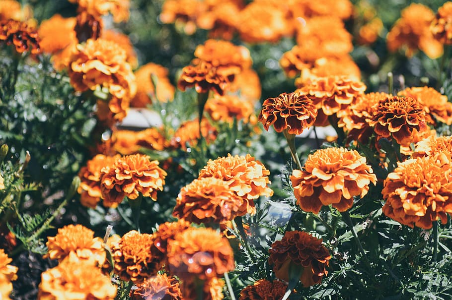 Orange-petaled Flowers, beautiful, bloom, blooming, botanical HD wallpaper