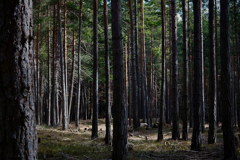 moss, forest, trees, aesthetic, branches, wilderness, nature HD wallpaper
