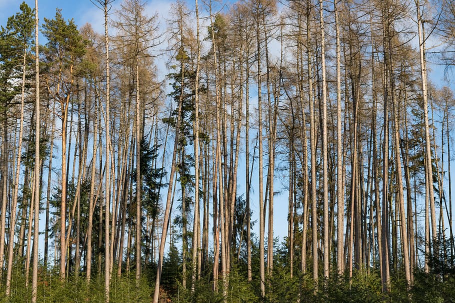 trees, forest, nature, scenic, grove of trees, plant, land HD wallpaper