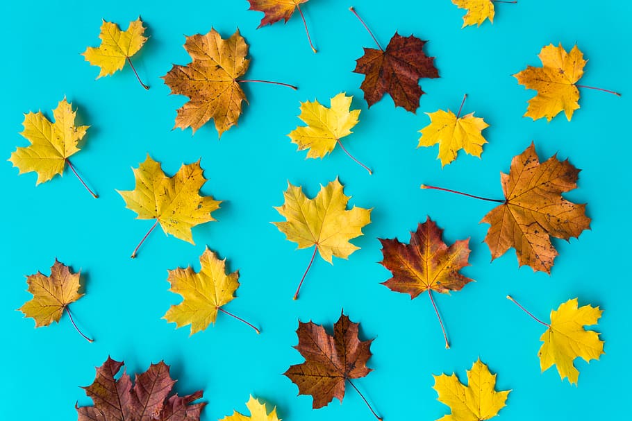 Autumn Leaves on Flat Blue Background #2, fall, flat design, leaf, HD wallpaper