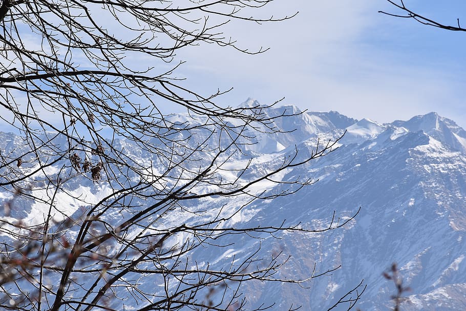 Bare Trees Near Mountain Covered With Snow, branches, cold, daylight HD wallpaper