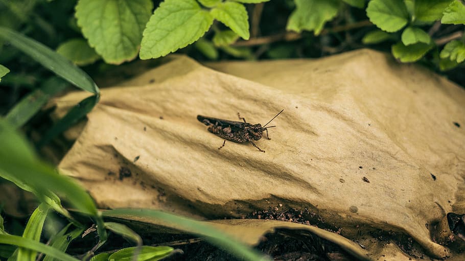 black grasshopper on brown stone, animal, insect, invertebrate, HD wallpaper