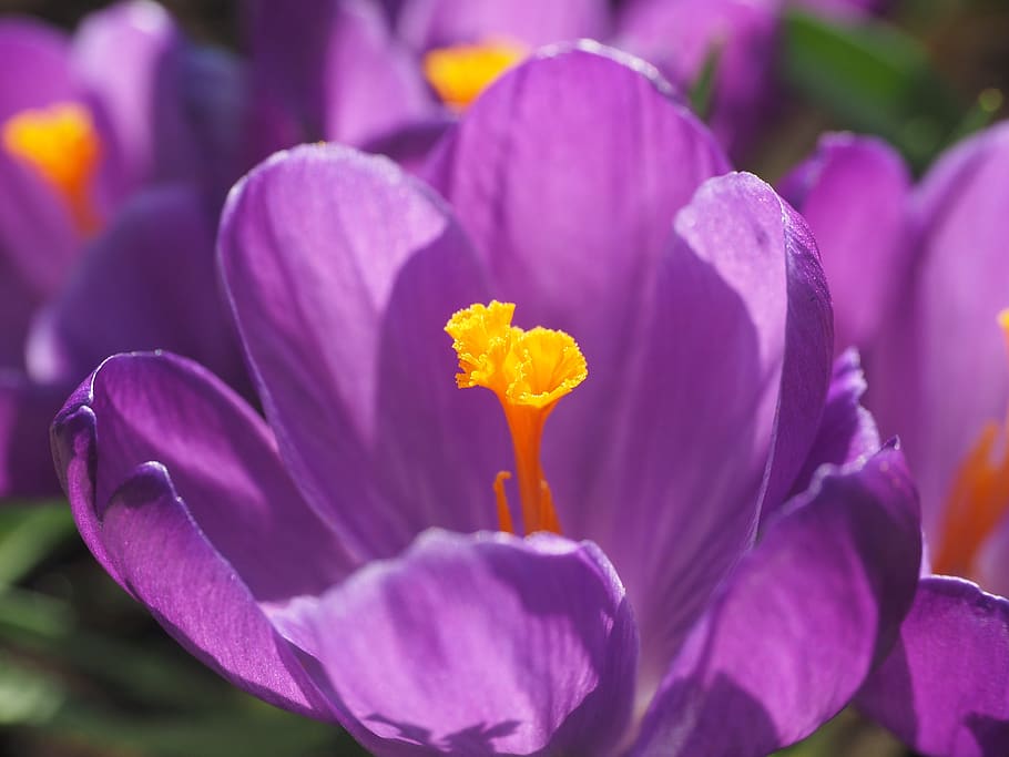 crocus, flower, blossom, bloom, violet, purple, spring, spring flower HD wallpaper
