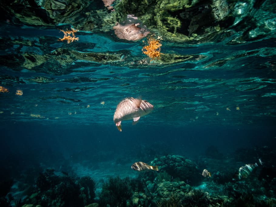 assorted fishes underwater, animal wildlife, animals in the wild HD wallpaper