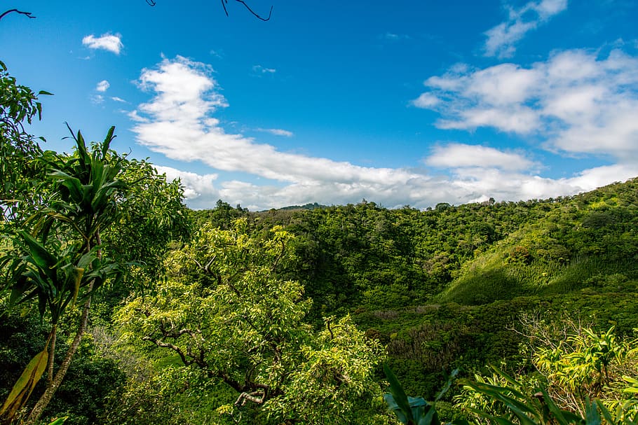 isalnd, oahu, sky, green, blue, clouds, nature, hawaii, plant HD wallpaper