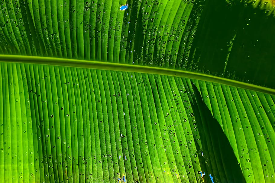leaf, banana, textures, gree, drop, droplets, sun, shadow, green color HD wallpaper
