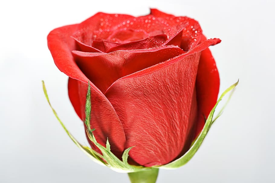 flower, con2011, nature, flowering plant, red, rose, rose - flower HD wallpaper
