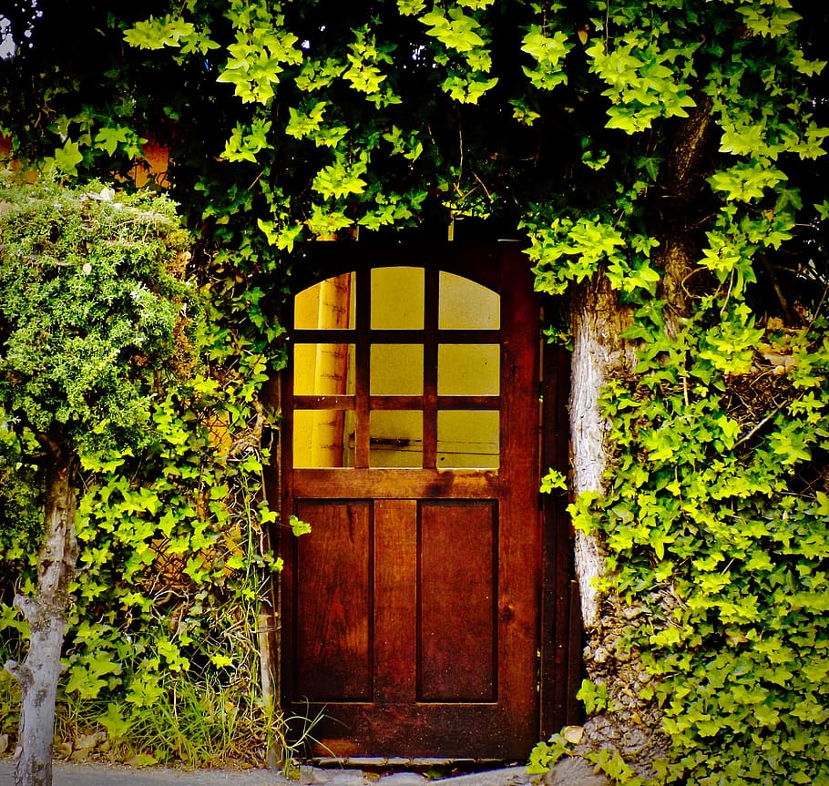mexico, puerta, méxico, green, tree, door, window, home, house, HD wallpaper