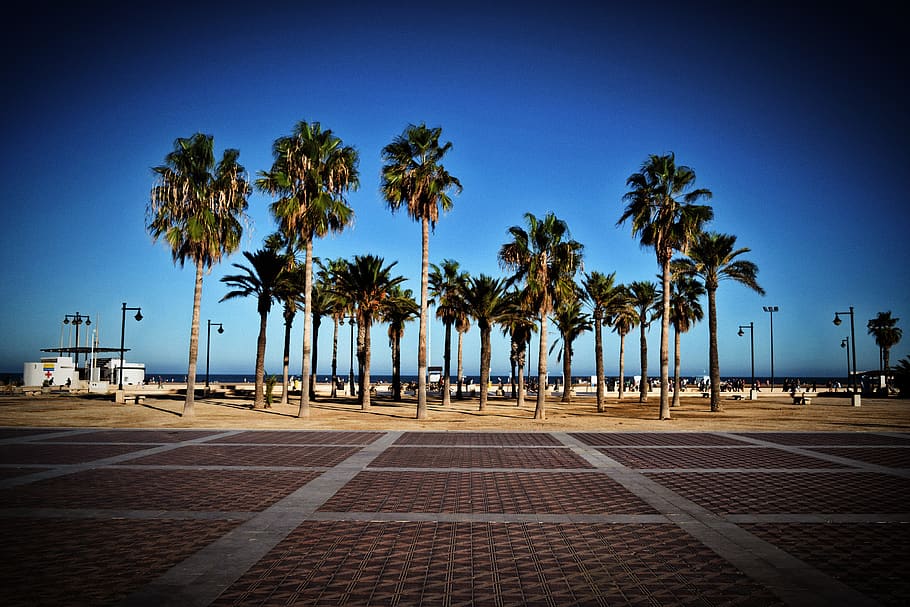 palms, beach, trees, promenade, coast, palm tree, tropical climate HD wallpaper
