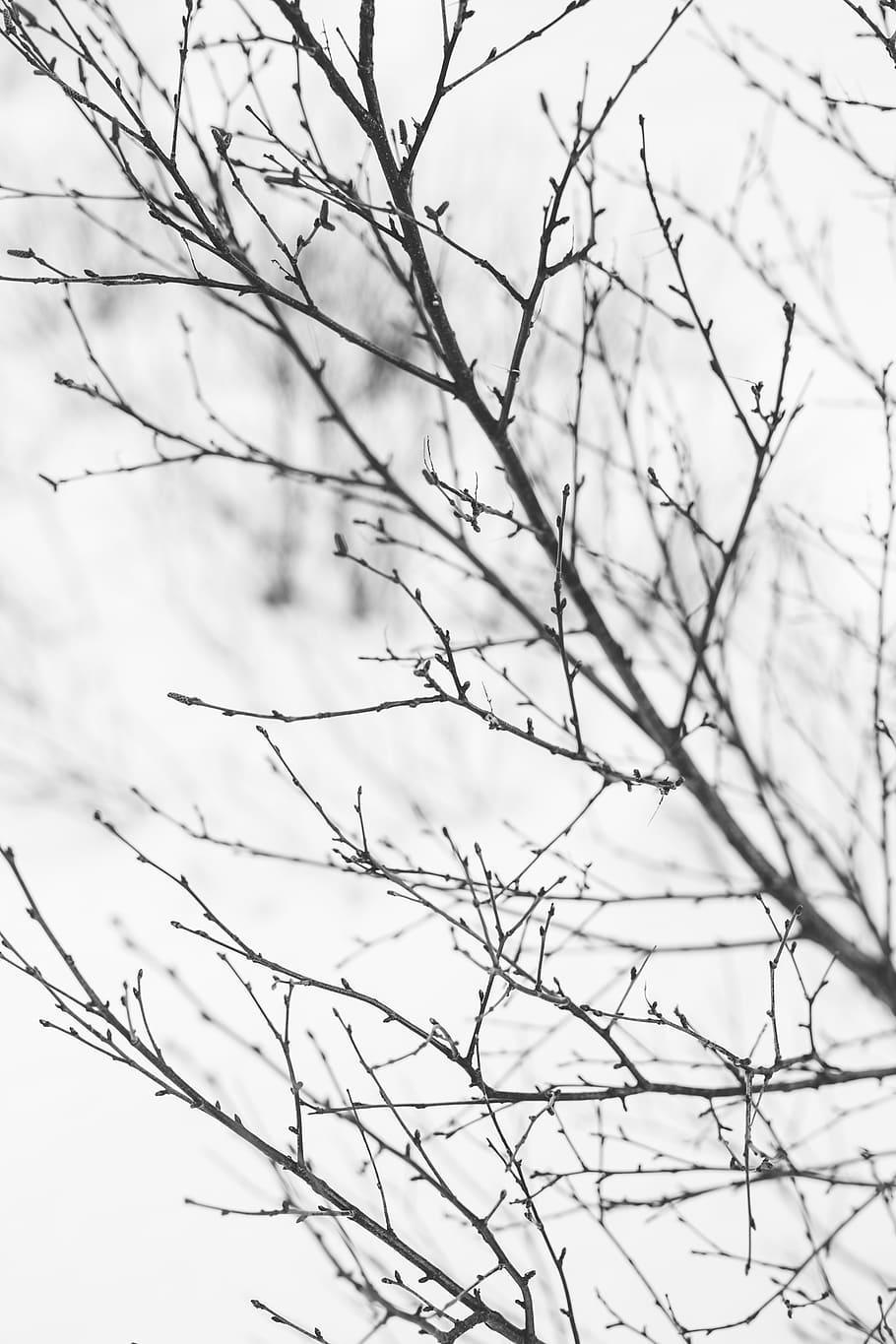 iceland, trees, bare, cold, nature, winter, plant, bare tree HD wallpaper