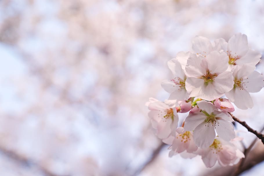 中国, jiangsu,wuxi, other / none, cherry blossoms, flowering plant, HD wallpaper