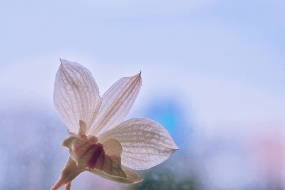 flower, dying, fragility, freshness, flowering plant, close-up HD wallpaper
