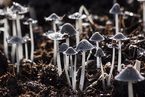 Grey Small Mushroom on Brown Soil, mushrooms, nature, toadstools HD wallpaper