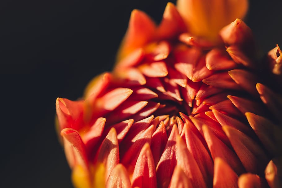 flower, flowering plant, petal, freshness, close-up, beauty in nature HD wallpaper