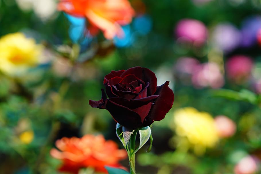 map, dark red rose, mourning, painting, flower, flowering plant HD wallpaper