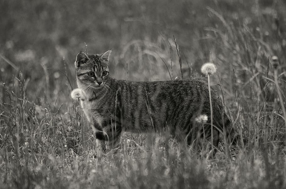 Grayscale Photo of Short Furred Medium Size Cat on the Grass and Flowers