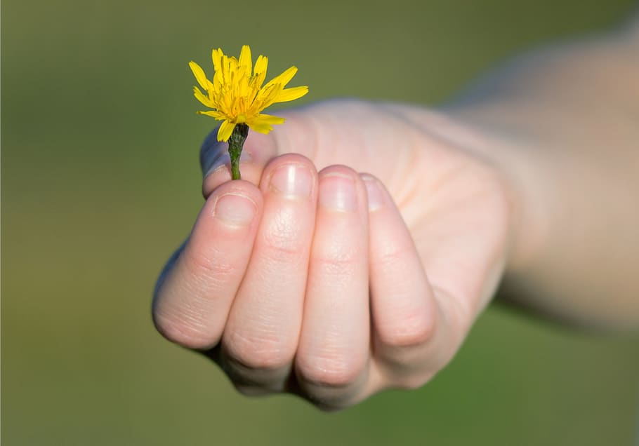 hand, gift, flower, joy, love, gratitude, peace, tussilago farfara HD wallpaper