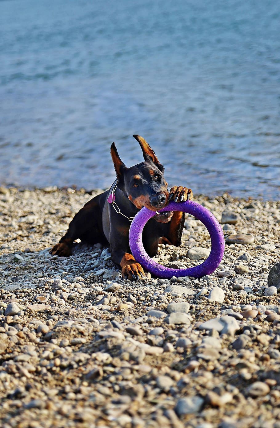 doberman, dog, beautiful, nice, waterfront, hoop, game, one animal HD wallpaper