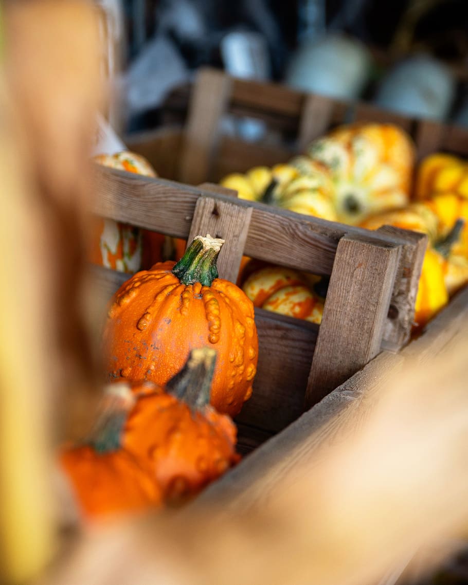 pumpkins on cart, plant, flora, food, vegetable, squash, produce HD wallpaper