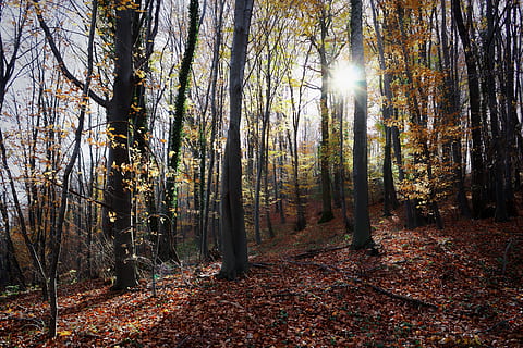 fruška gora, forest, autumn, magic, tree, land, plant, tranquility HD wallpaper