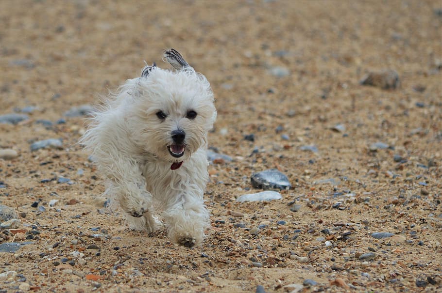 dog, canine, running, trained, mammal, animal, pet, portrait HD wallpaper