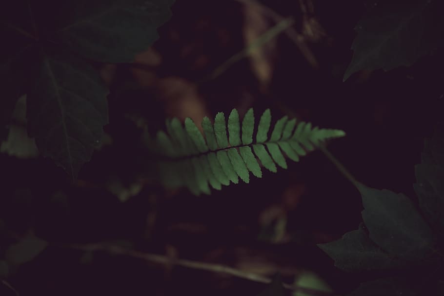 plant, leaf, fern, animal, fish, dark, life, bokeh, plantlife