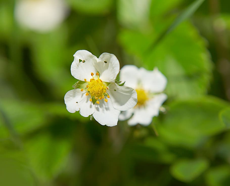 beautiful, blossom, bright, bunch, closeup, detail, flora, floral HD wallpaper