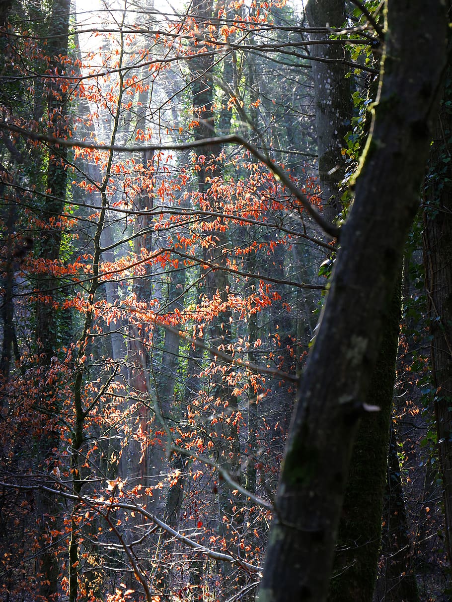forest, trees, light, contrast, color, winter, atmosphere, nature HD wallpaper