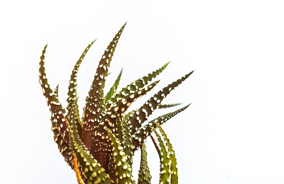 texture, pattern, plant, white background, green color, growth HD wallpaper
