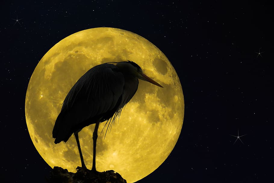 animals, nature, bird, heron, moon, full moon, water bird, mystical HD wallpaper