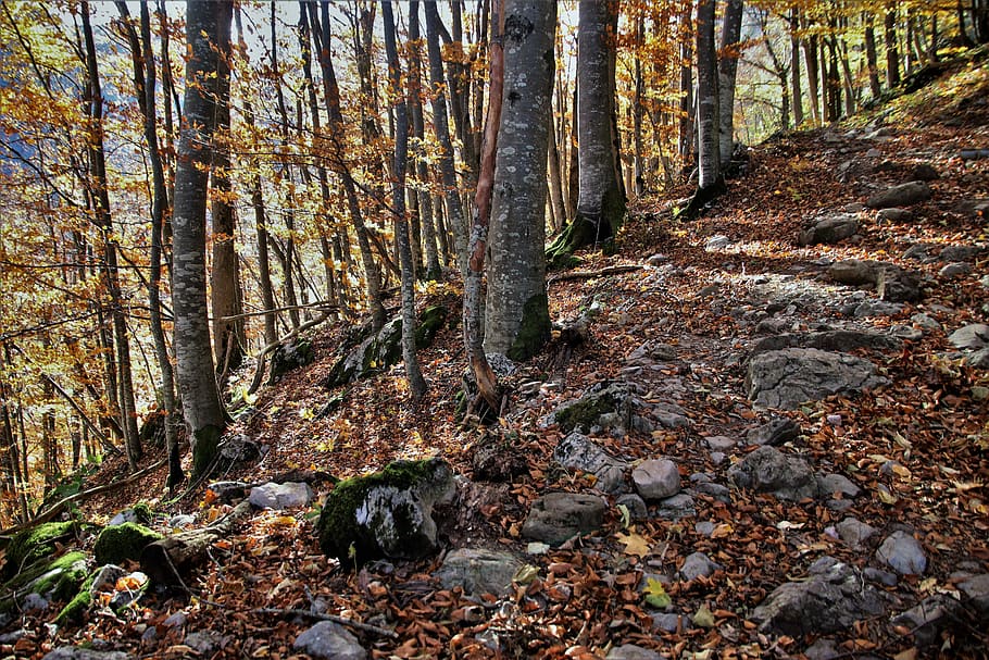 the path, land, autumn, forest, steeply, way to the top, leaves HD wallpaper