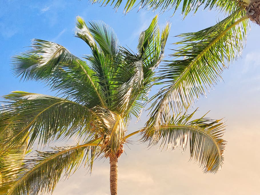 1920x1080px | free download | HD wallpaper: palm tree, tropical climate ...