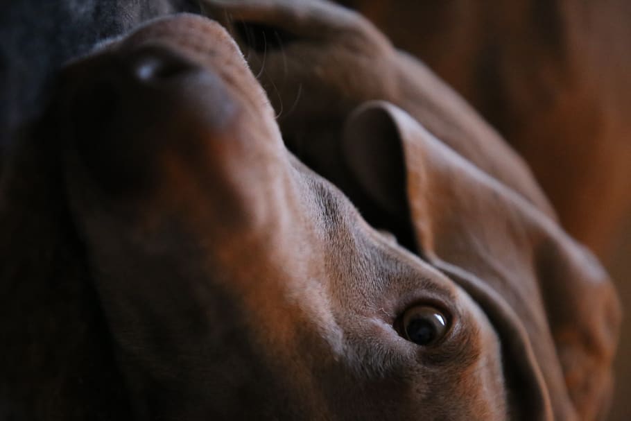 short-coated tan dog, mammal, labrador retriever, canine, pet HD wallpaper