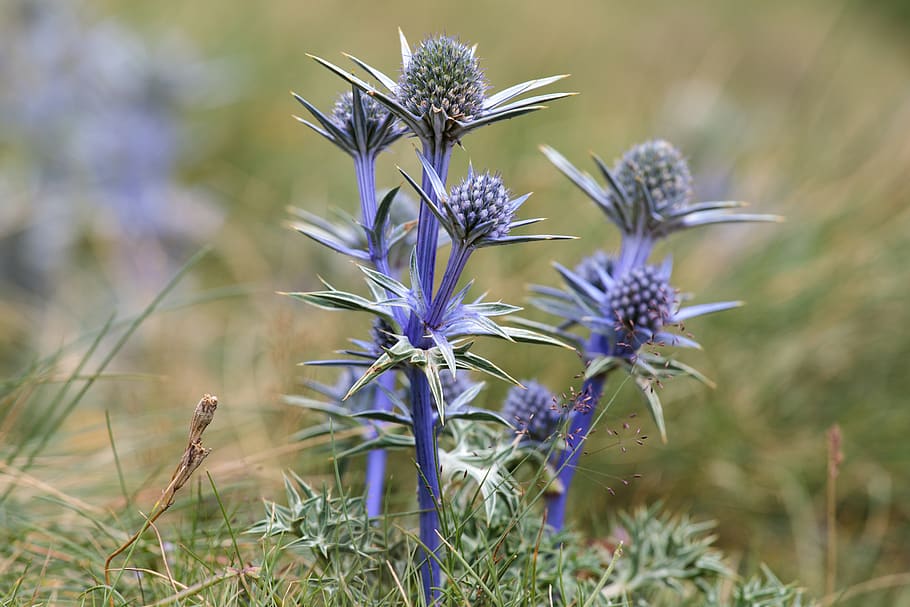 thistles, flower, mountain flower, pyrenees, blossom, bloom HD wallpaper