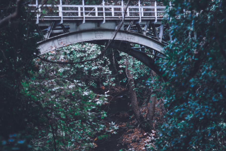 plant, tree, connection, bridge, transportation, built structure HD wallpaper
