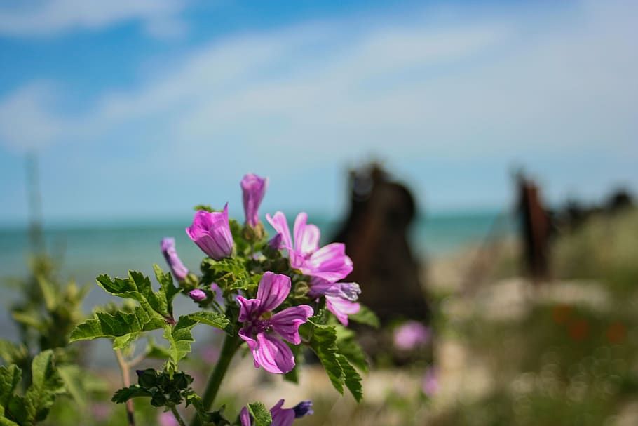 bulgaria, burgas, sarafovo, flower, purple, sea, beach, flowering plant, HD wallpaper