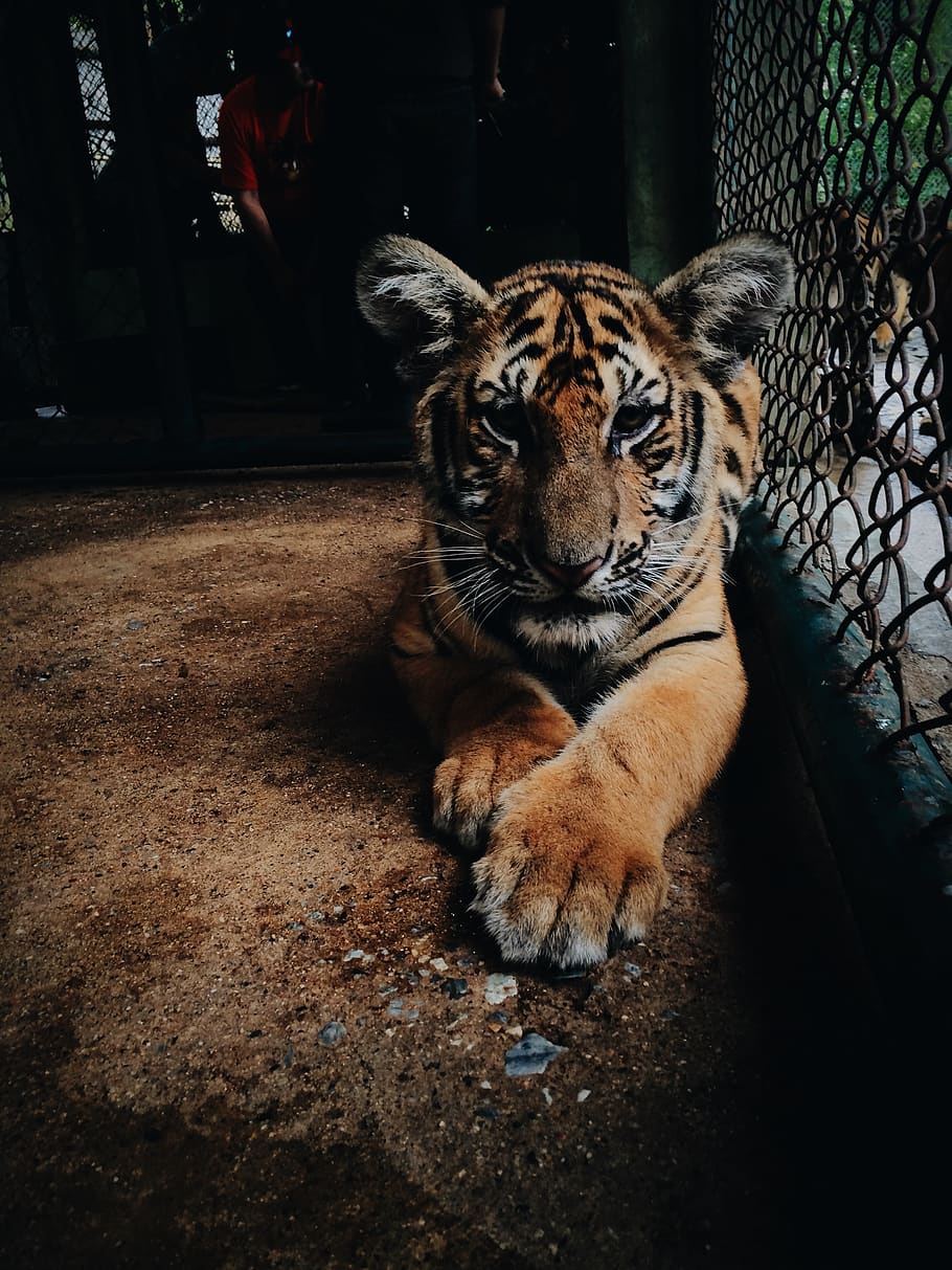 Tiger beside cage, animal, animal themes, big cat, mammal, feline HD wallpaper