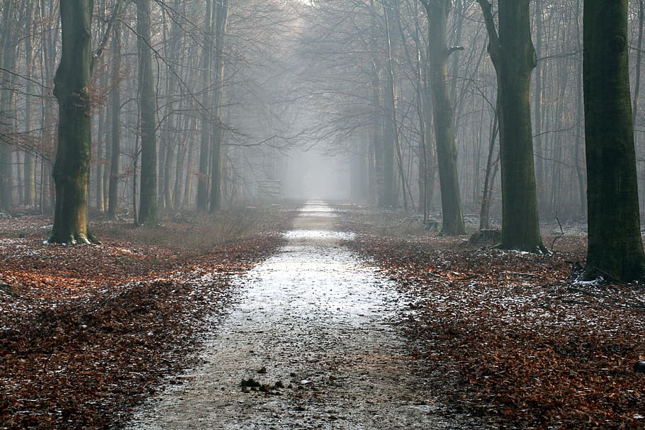 Path and Trees, calm, creepy, dried leaves, eerie, foggy, forest