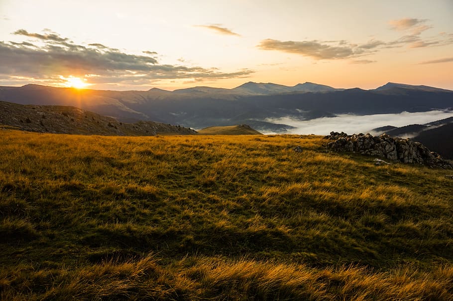 Brown Grass Field during Golden Hour, dawn, dusk, evening, grassland HD wallpaper