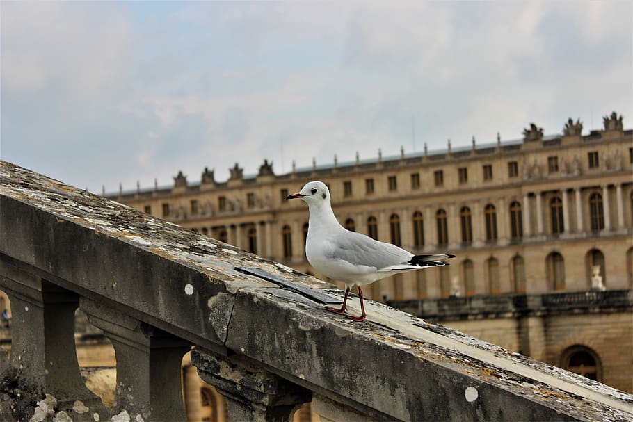 bird, architecture, stone, city, roof, building, nature, urban HD wallpaper