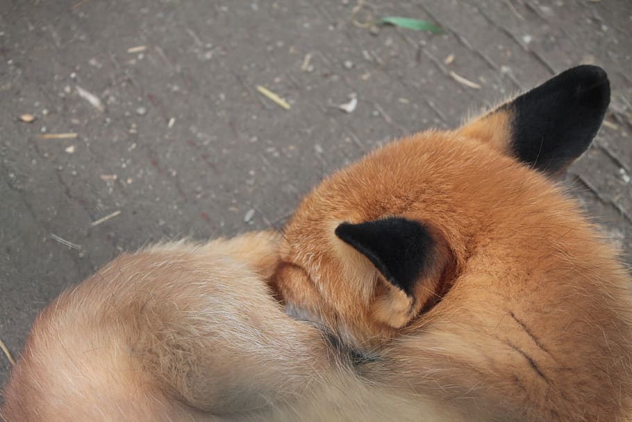 fox, animal, zoo, animal themes, one animal, mammal, relaxation HD wallpaper