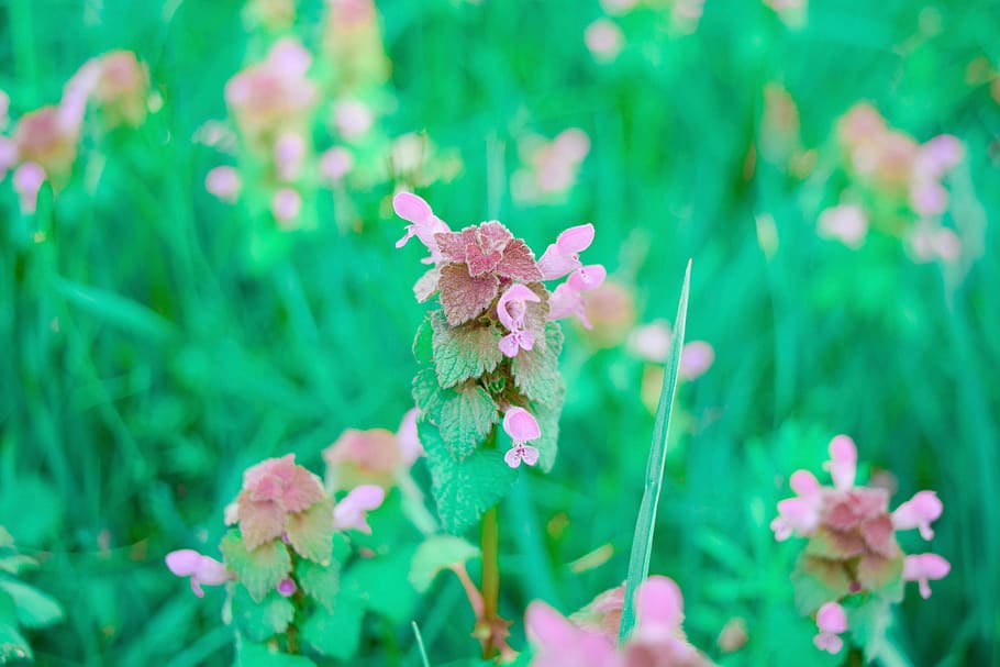 flower, flowering plant, freshness, beauty in nature, close-up HD wallpaper