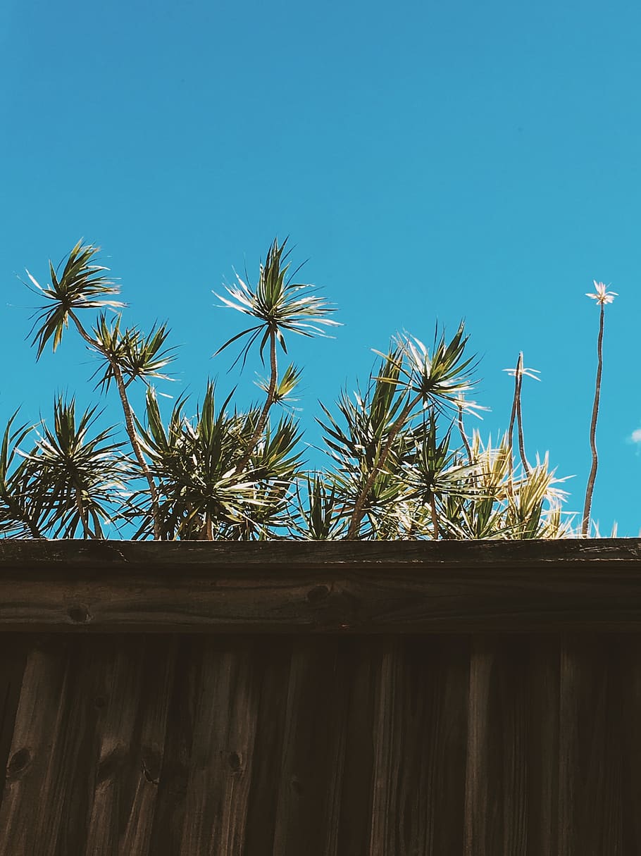 trees, summer, fence, gate, sky, blue sky, retro, plant, low angle view HD wallpaper