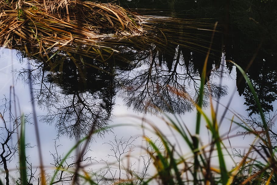 water, mood, reflection, nature, plant, tree, no people, tranquility HD wallpaper
