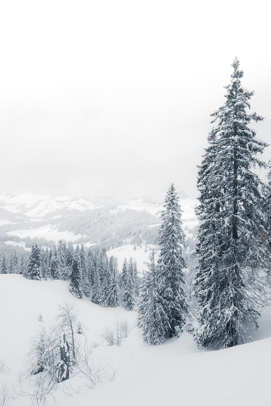 snow, cold temperature, winter, tree, beauty in nature, plant HD wallpaper