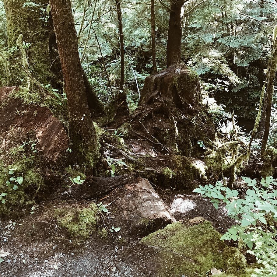 tree, trees, forest, dreamy, rocks, rocky forest, plant, tree trunk HD wallpaper