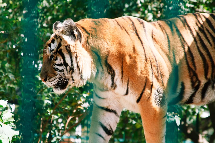 tiger, captivity, zoo, dom, animal, carnivore, meat eater, teeth HD wallpaper